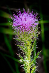 Thistle