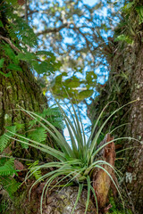 Air plant on a live oak tree