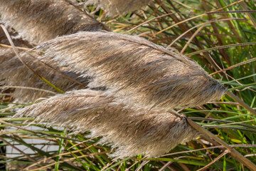 Pampas Grass