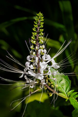 Cat's whiskers plant