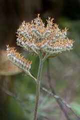 Resurrection fern on a live oak tree branch