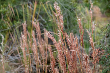 Little bluestem grass in meadow