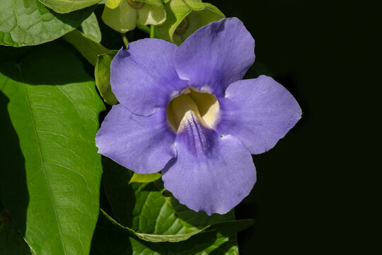 Blue trumpet vine flower
