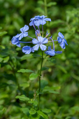Blue plumbago