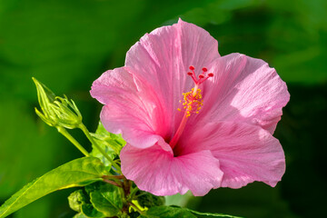 Pink Chinese hibiscus