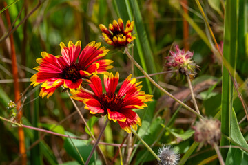 Blanket flower, indian blanket