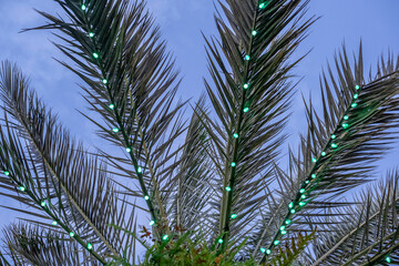 Naklejka premium Christmas lights on a palm tree