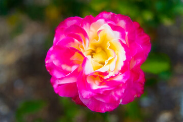 One pink and yellow rose almost full bloom against a dark green background