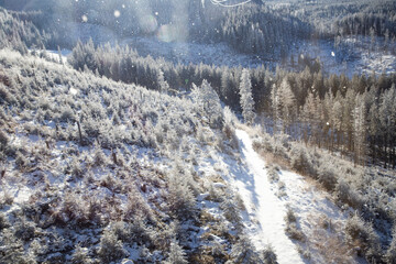 aerial view of snow covered fir trees