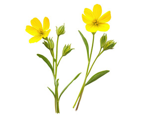 Fototapeta premium Isolated Yellow Flowers with Green Leaves and Stems