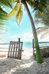 beach with palm trees