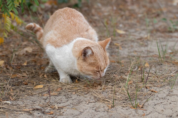 Stray cat eating on the street. Feeding of wild stray cat.Animal protection and adoption concept.