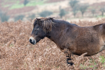 Close up of a wild Exmoor pony