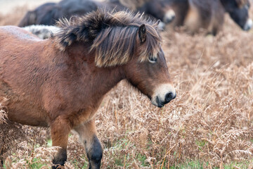 Fototapeta premium Close up of a wild Exmoor pony
