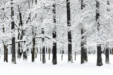 The heavy snowfall in a wild park, winter fairy tale in the forest, snow-covered tree branches, large flakes of snow are slowly falling, nobody, snow storm, blizzard