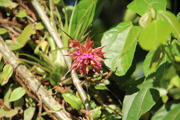 Obraz premium planta flor bromélia 