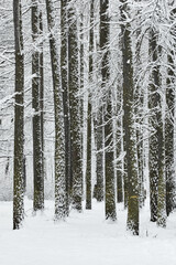 The heavy snowfall in a wild park, winter fairy tale in the forest, snow-covered tree branches, large flakes of snow are slowly falling, nobody, snow storm, blizzard