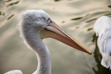A close-up of a pelican, showcasing its textured feathers and distinctive beak against a soft water background