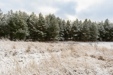 A snowy winter forest with tall, dark evergreen trees in the background and tall grass covered in snow in the foreground. The sky is mostly cloudy and the sun is shining through the clouds