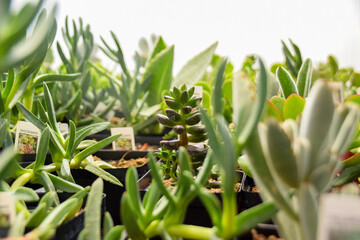 Obraz premium succulent in plants