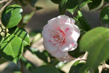 ゴシキヤエチリツバキ