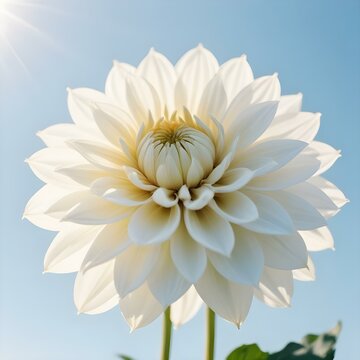 white dahlia flower