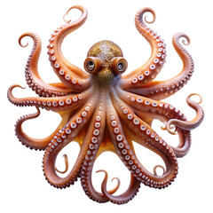 Obraz premium octopus isolated on white