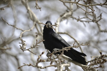 crow on a branch