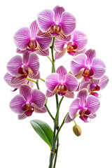 Naklejka premium Colorful orchids bloom in intricate layers, exhibiting vibrant pink hues and delicate patterns during a bright daylight setting PNG transparent