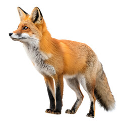 Obraz premium Red fox standing gracefully on a white background, showcasing its striking orange fur and alert expression while observing its surroundings in a natural habitat PNG transparent