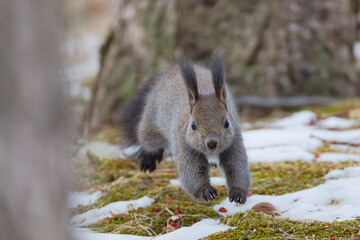 ジャンプするエゾリス