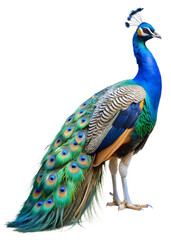 Obraz premium Majestic peacock displaying vibrant plumage in natural surroundings during daytime PNG transparent