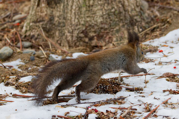 ジャンプするエゾリス