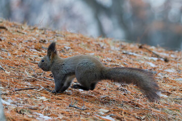 ジャンプするエゾリス