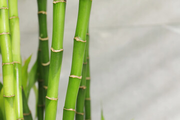 Fototapeta premium Beautiful decorative bamboo plant on blurred background, closeup. Space for text