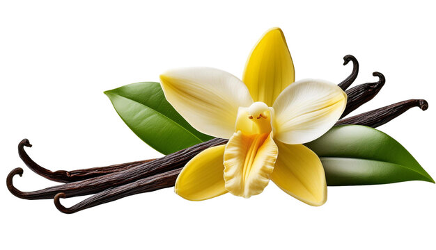 Frijol de vainilla con flor 