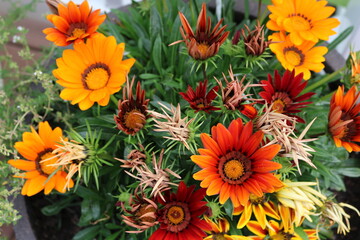 orange and yellow flowers