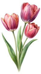 Colorful pink tulips with green leaves arranged elegantly for a fresh floral display in springtime  PNG  transparent