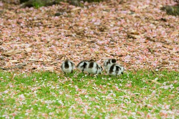 Group of Paradise Shelduck Ducklings on the Lawn in Natural Habitat