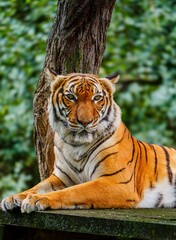 A magnificent tiger is resting in front of a large tree, its vibrant fur and striking patterns on display. The tiger gazes directly at the camera, exuding an air of strength and beauty.
