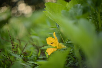 yellow flower