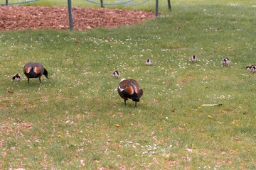 Paradise Shelduck Family with Ducklings on a Lush Lawn