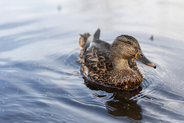 duck on the water