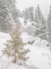 Frozen Forrest on the Mountain