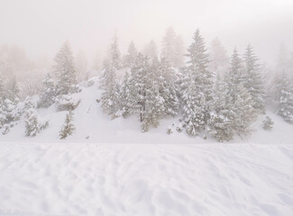 Fototapeta premium Frozen Forrest on the Mountain