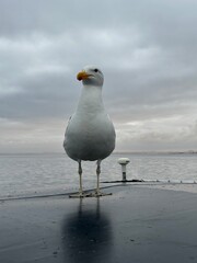seagull on the beach