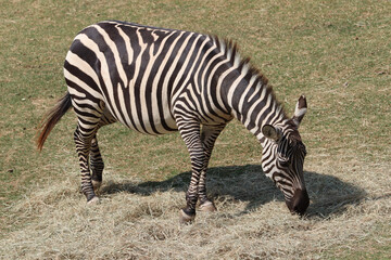 Beautiful zebra grazing peacefully