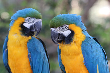 Couple of canindé macaw (Ara ararauna), also known as yellow-bellied macaw, arari, yellow macaw, blue-and-yellow macaw, macaw and canindé,