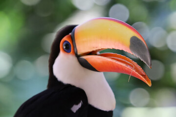 Fototapeta premium Toucan, Brazilian bird, of the genus Ramphastos, with an orange beak, mouth wide open, looking diagonally and thin tongue showing