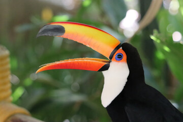 Toucan, bird from Brazil, of the genus Ramphastos, with an orange beak, its mouth wide open and showing its thin tongue © Ren